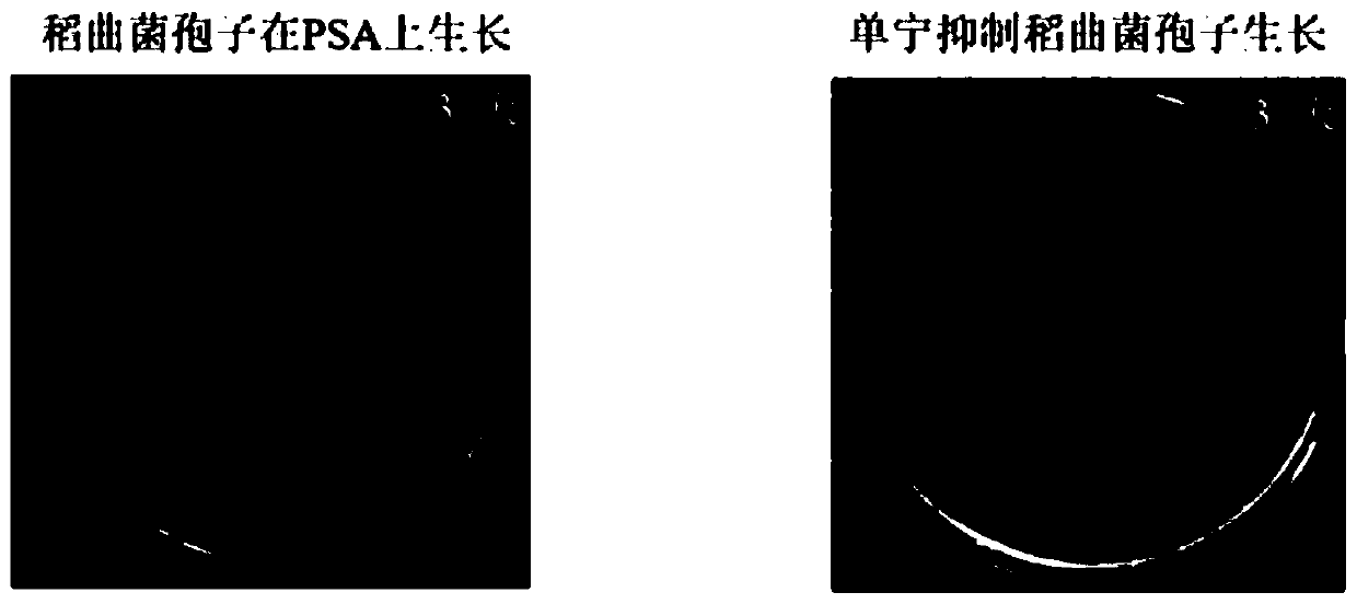 Pesticide for preventing and treating rice false smut