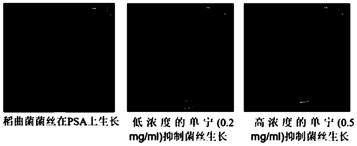 Pesticide for preventing and treating rice false smut