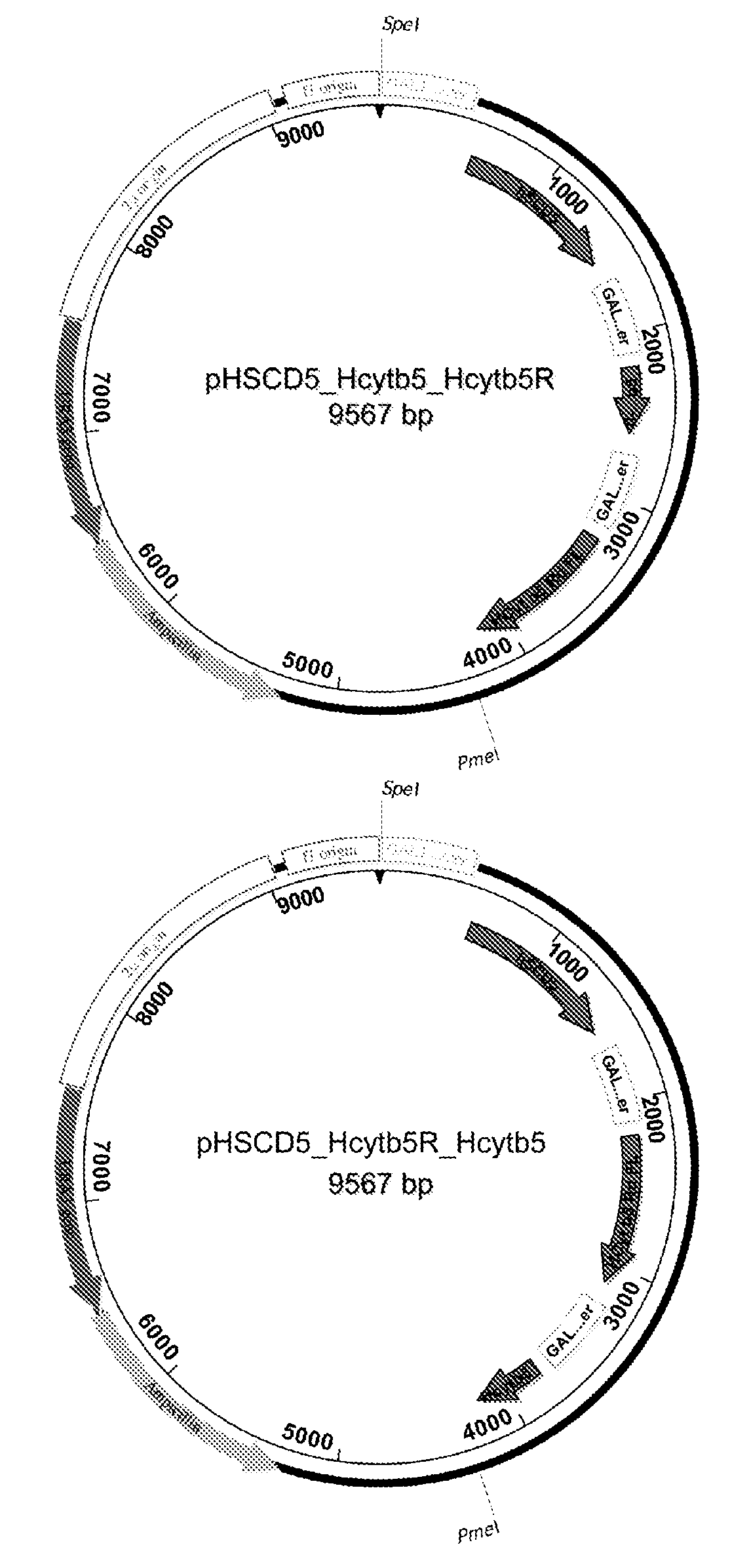 Expression systems for mammalian and mycobacterial desaturases