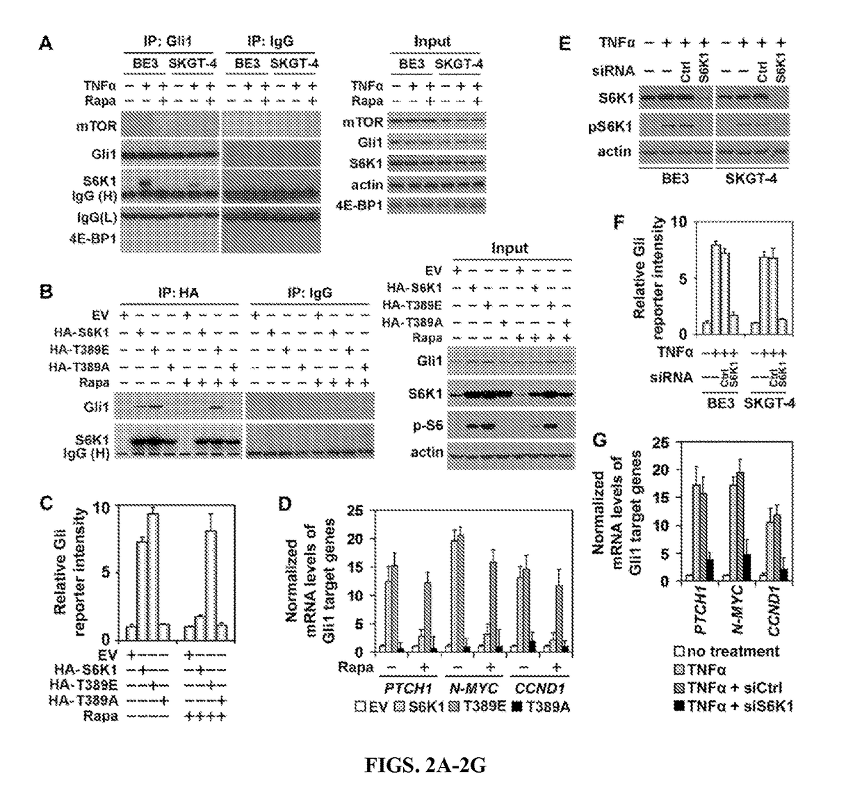 Personalized medicine for the prediction of therapy targeting the hedgehog pathway