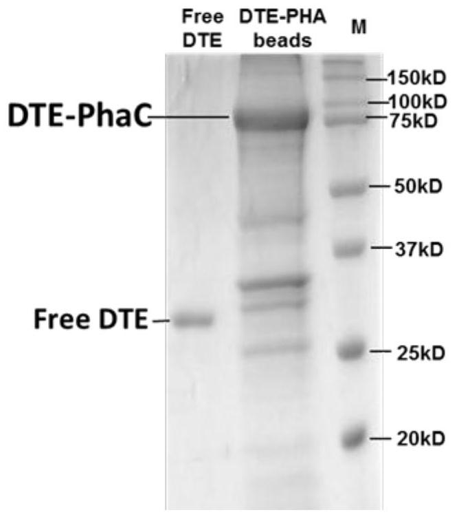 A kind of dte-immobilized nano-microspheres and preparation method thereof and method for producing d-psicose based thereon