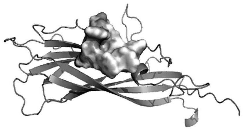 High-affinity polypeptide sequence for porcine circovirus type 2 cap protein and its application