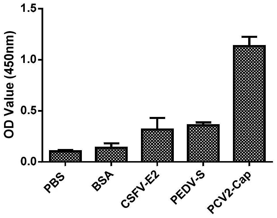 High-affinity polypeptide sequence for porcine circovirus type 2 cap protein and its application