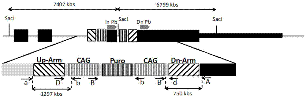 Jurkat-KI-R5 cell line and construction method and application thereof