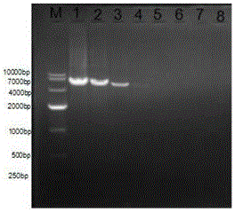 Detection primers for LAMP (loop-mediated isothermal amplification) of multi-drug resistant gene oqxAB, detection kit and detection method