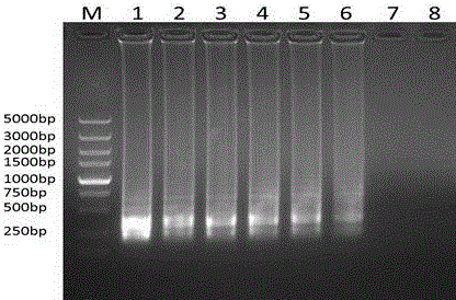 Detection primers for LAMP (loop-mediated isothermal amplification) of multi-drug resistant gene oqxAB, detection kit and detection method