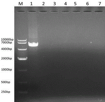 Detection primers for LAMP (loop-mediated isothermal amplification) of multi-drug resistant gene oqxAB, detection kit and detection method