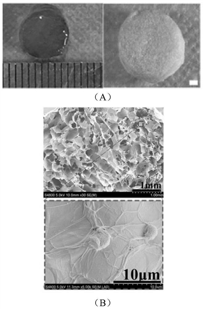 A highly biomimetic bone matrix hybrid cross-linked porous membrane for skull repair and its preparation method