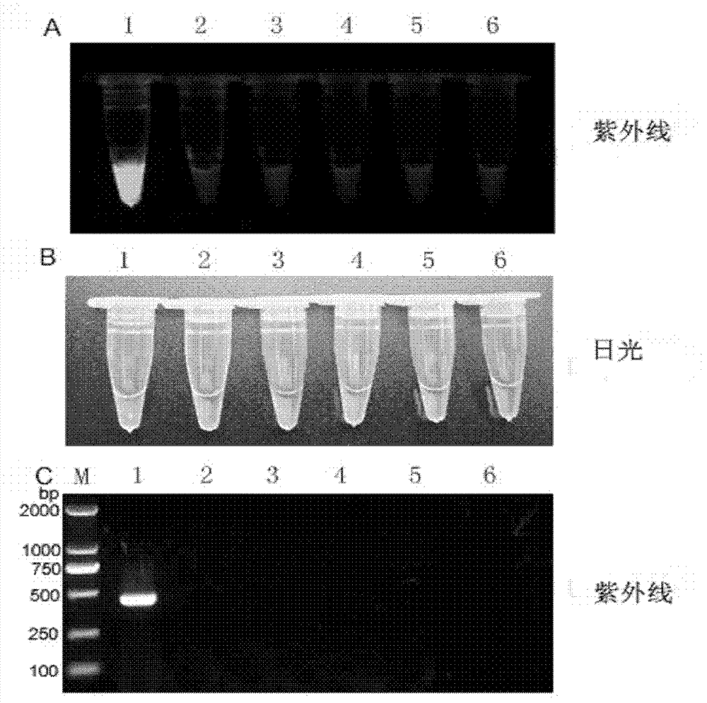 Reverse transcription loop-mediated isothermal amplification (RT-LAMP) visual kit for detecting Japanese B encephalitis virus and application of kit