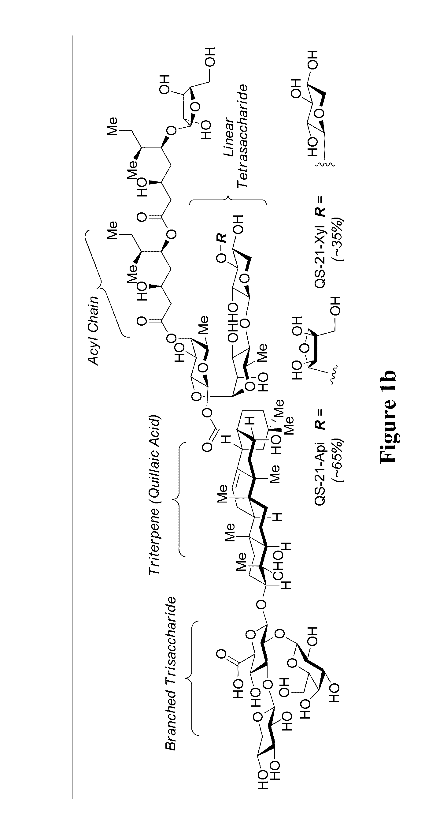 Triterpene saponins, methods of synthesis, and uses thereof