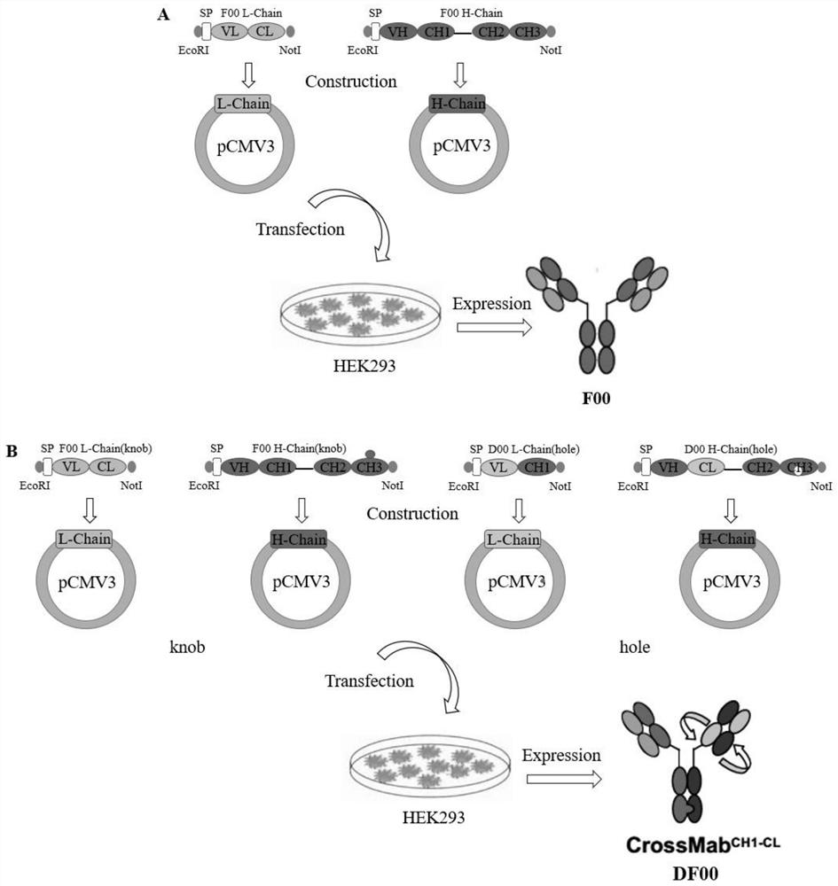 Bispecific antibody for multiple myeloma (MM) and application of bispecific antibody