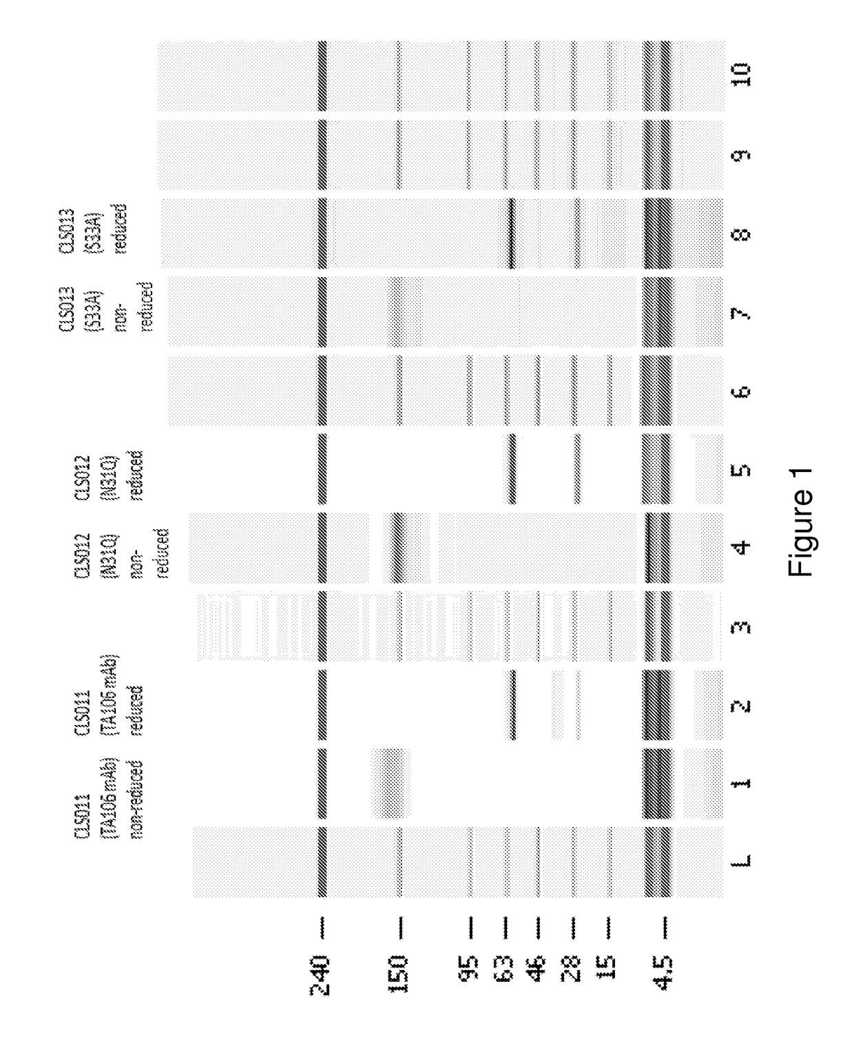 Humaneered anti-factor B antibody