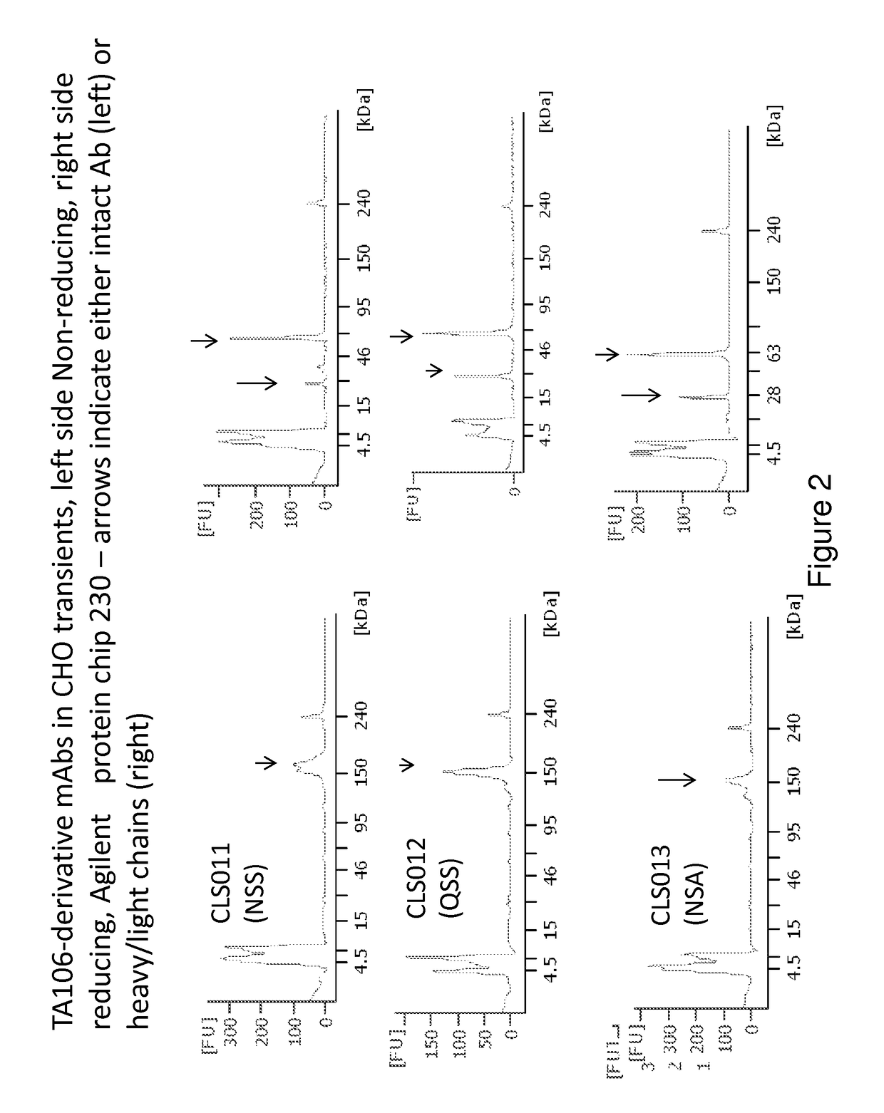 Humaneered anti-factor B antibody