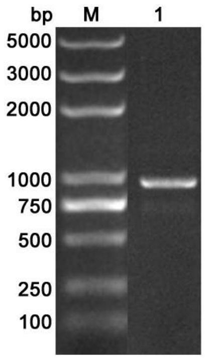 Beta-glucanase as well as coding gene IDSGH5-26 and application thereof