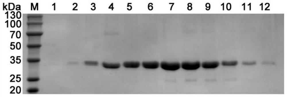 Beta-glucanase as well as coding gene IDSGH5-26 and application thereof