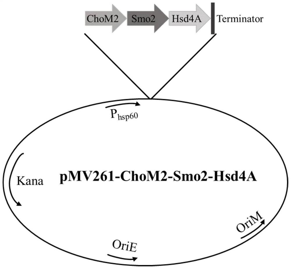 A kind of recombinant mycobacterium producing high androstenedione and its construction method and application