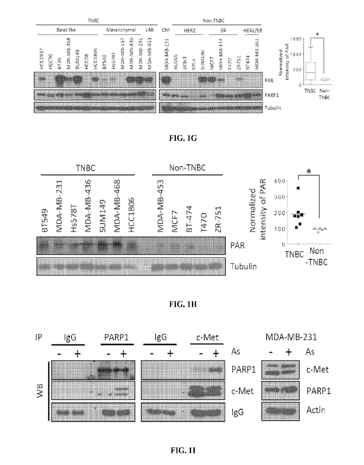 Prediction of response to PARP inhibitors and combinational therapy targeting C-MET and PARP1