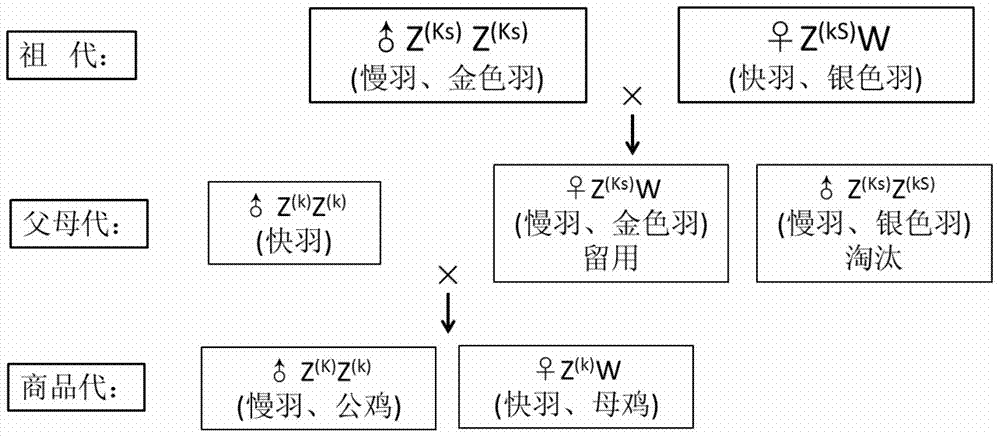 A three-line matching seed production method for small white-feathered broiler chickens and its application