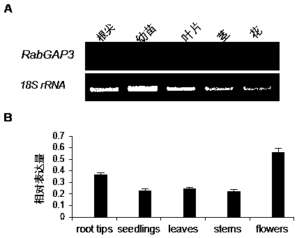 Arabidopsis thaliana RabGAP3 gene controlling vesicle development, recombinant constructed body of gene and application