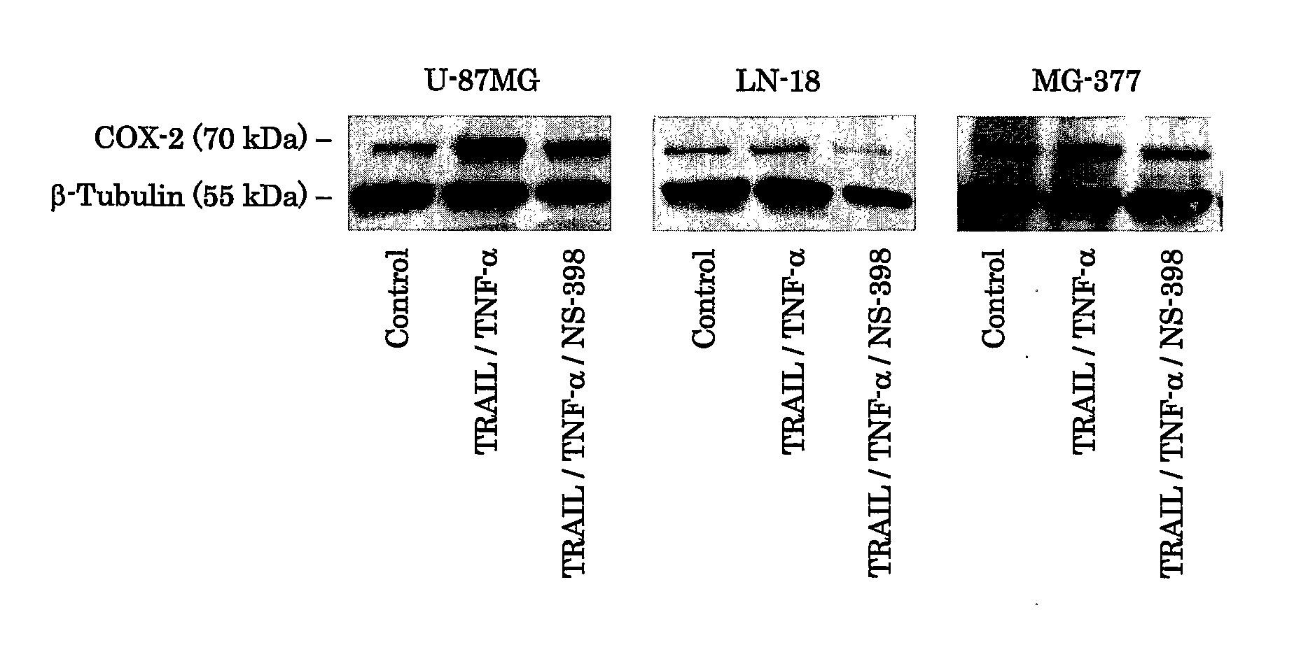 Use Of Cox-2 Inhibitor to Prevent T-Cell Anergy Induced By Dendritic Cell Therapy