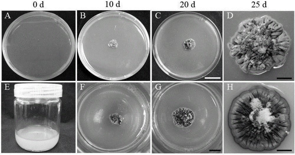 Method for inducing grape elsinoe ampelina to produce spores