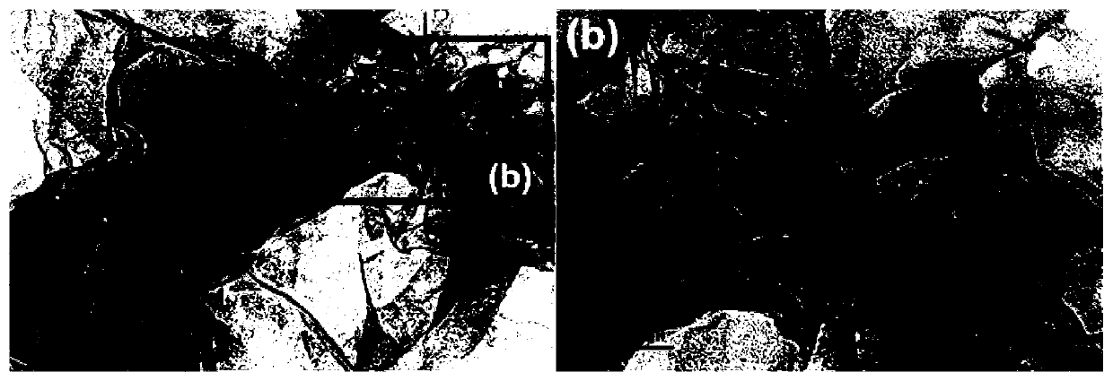 A kind of green preparation method of porous graphene