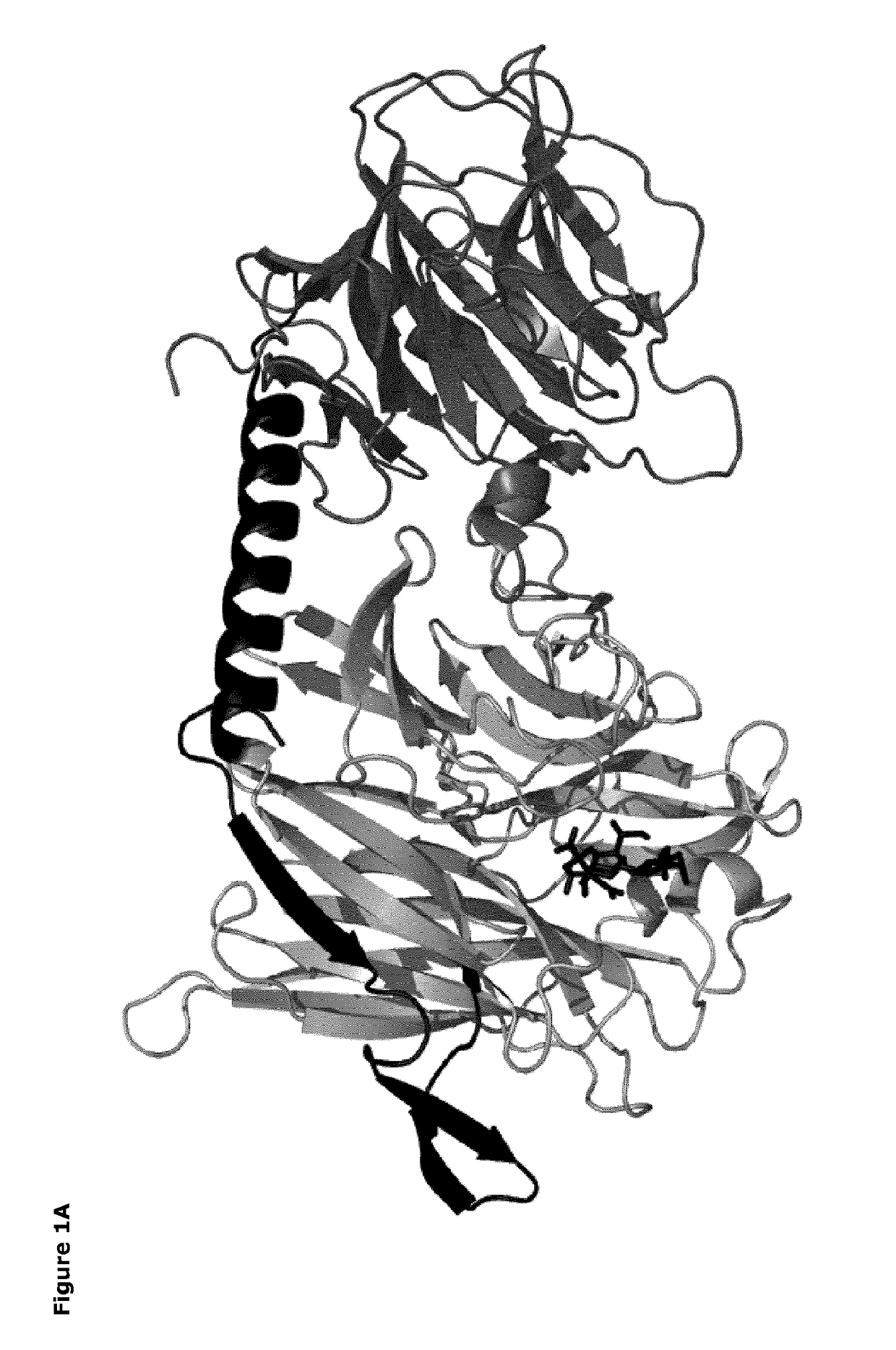 Mutant sialidase having trans-sialidase activity for use in production of sialylated glycans