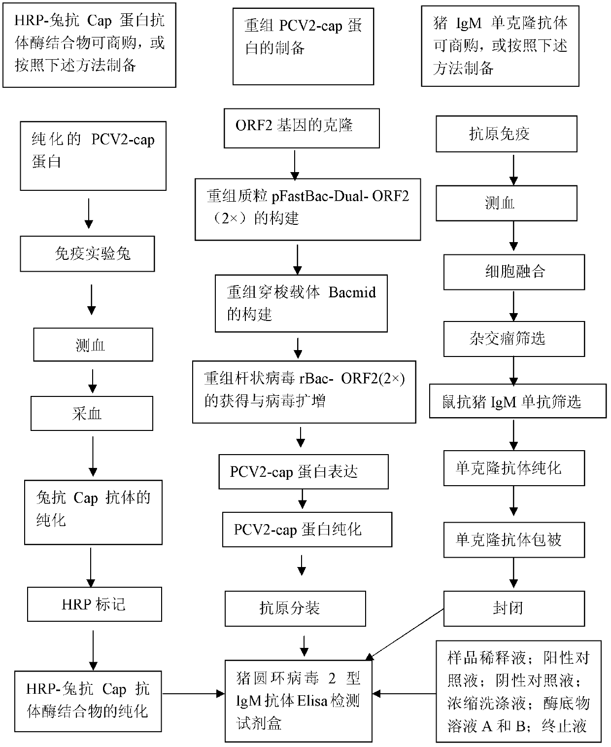 ELISA (Enzyme-Linked Immunosorbent Assay) detection kit for porcine circovirus type 2 IgM antibody and preparation method of ELISA detection kit