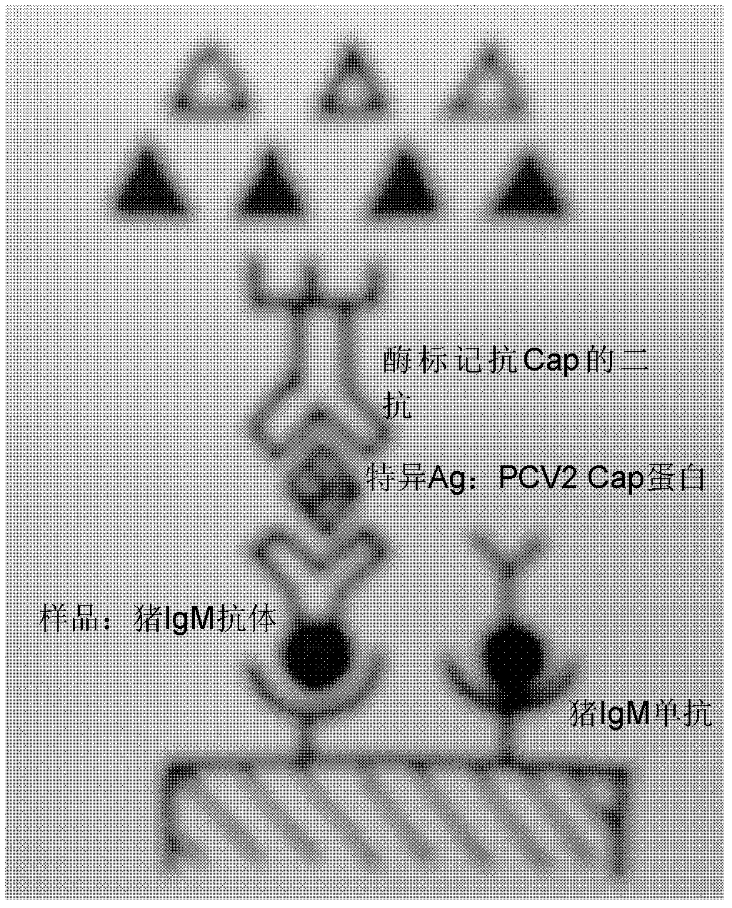 ELISA (Enzyme-Linked Immunosorbent Assay) detection kit for porcine circovirus type 2 IgM antibody and preparation method of ELISA detection kit