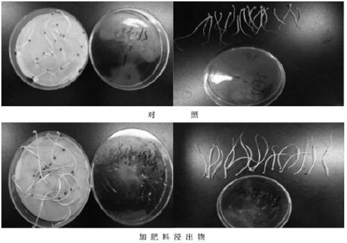 Tea-saponin-extracted Camellia oleifera cake meal residue organic fertilizer and preparation method thereof