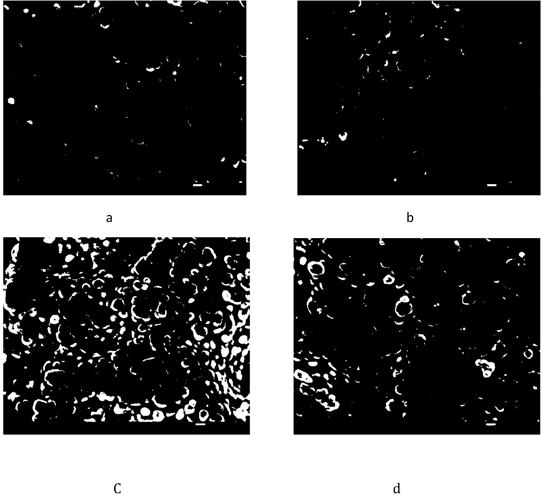 Method for preparing nano-zinc oxide used as photocatalyst