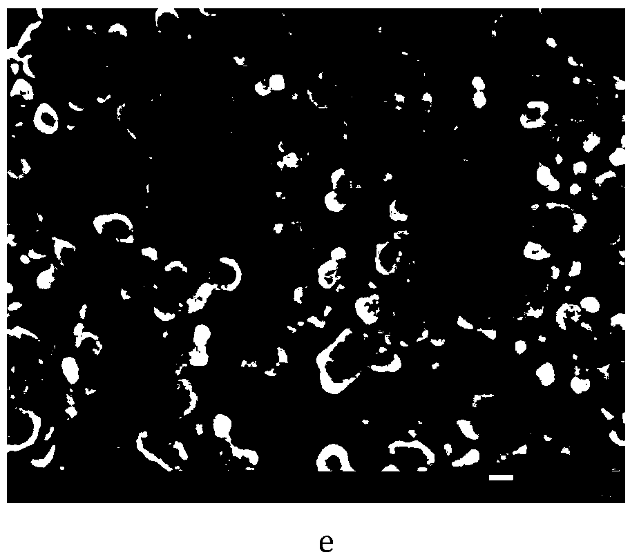 Method for preparing nano-zinc oxide used as photocatalyst