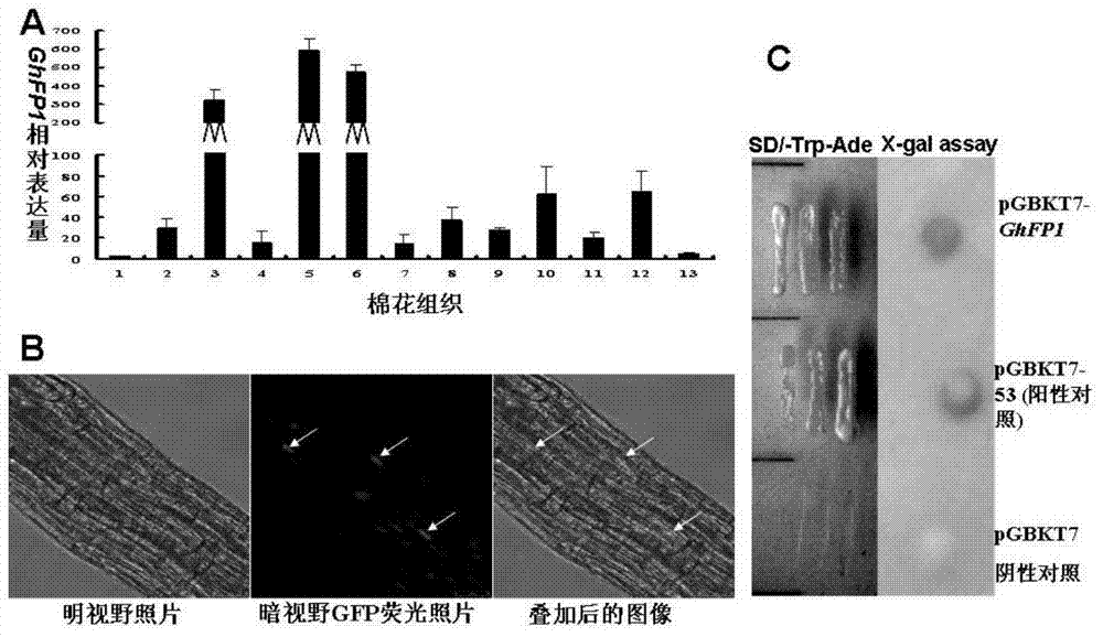 Identification and application of a cotton bhlh transcription factor gene ghfp1 and its promoter