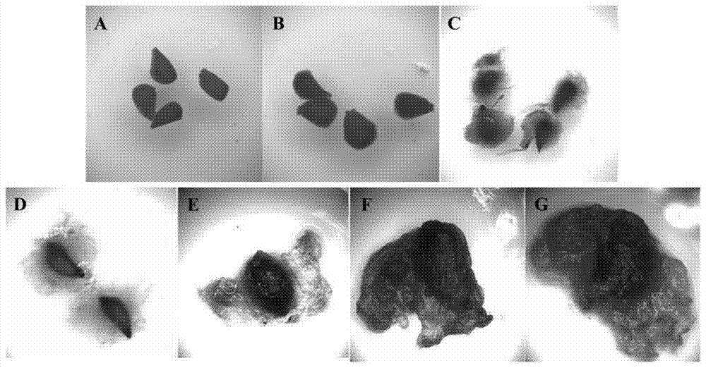 Identification and application of a cotton bhlh transcription factor gene ghfp1 and its promoter