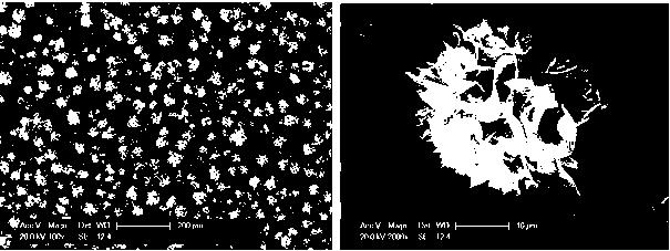 Protein doped organic-inorganic hybridized flower-shaped nano material