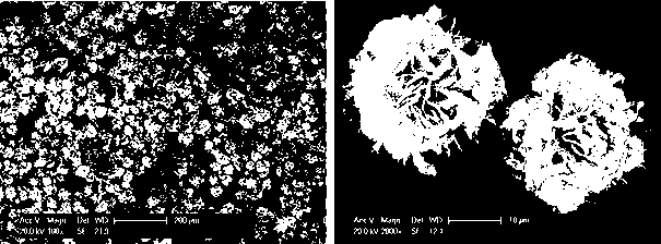 Protein doped organic-inorganic hybridized flower-shaped nano material