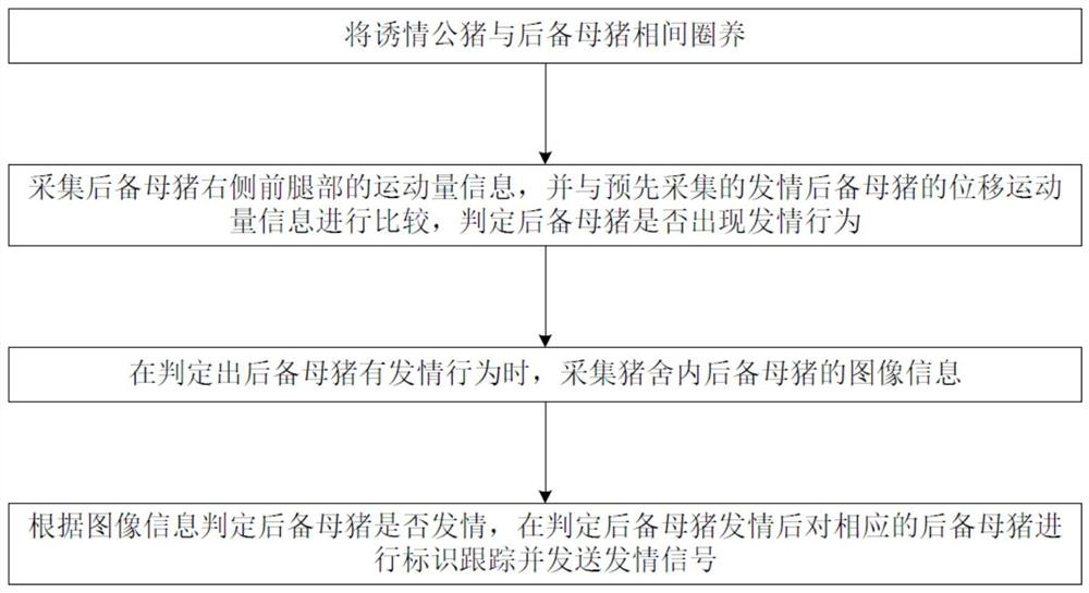 Replacement gilt oestrus monitoring management method