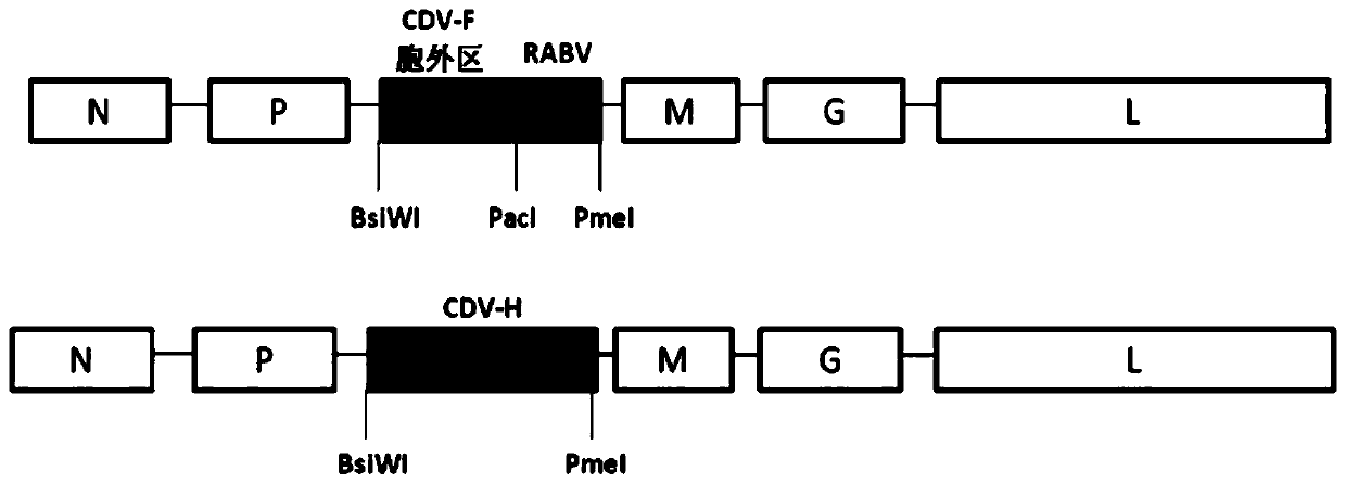 Recombinant rabies virus for expressing canine distemper virus structural protein and application of recombinant rabies virus