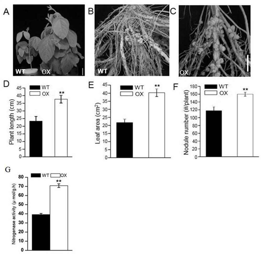 A method of improving root nodule formation of leguminous plants and promoting its growth