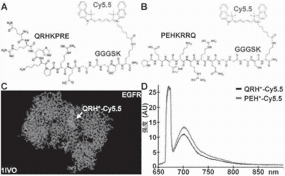 Peptide reagents and methods for detection and targeting of dysplasia, early cancer and cancer