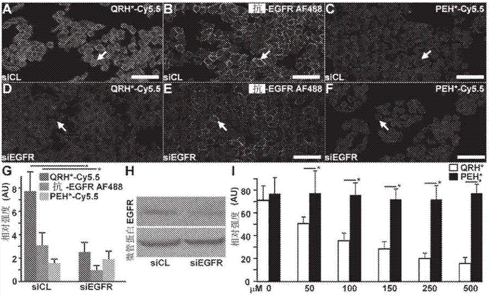 Peptide reagents and methods for detection and targeting of dysplasia, early cancer and cancer