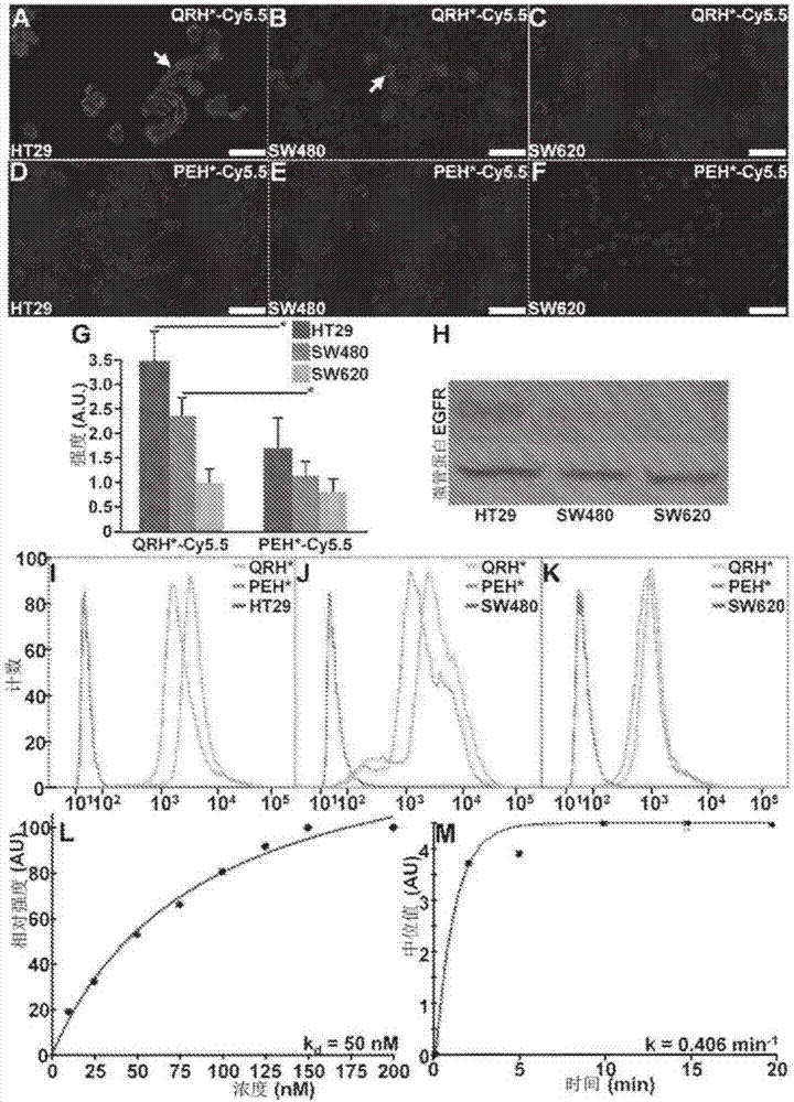 Peptide reagents and methods for detection and targeting of dysplasia, early cancer and cancer