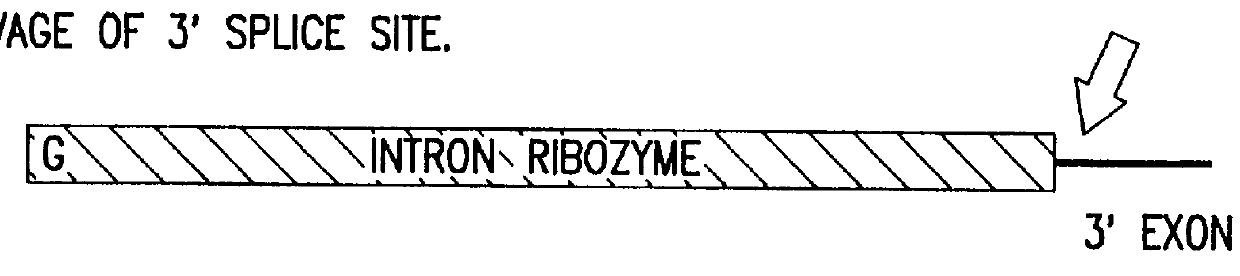 Cell ablation using trans-splicing ribozymes