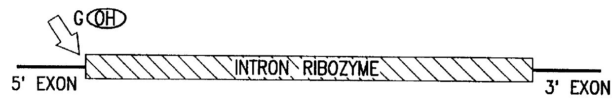 Cell ablation using trans-splicing ribozymes