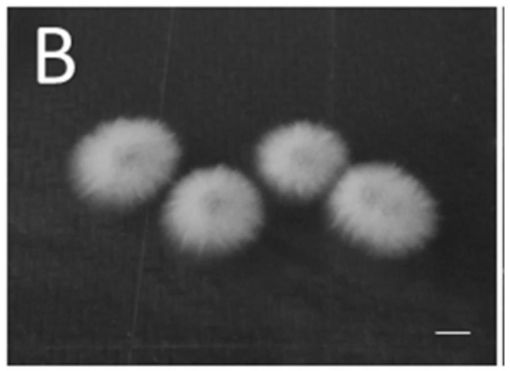 A polysaccharide-producing endogenous Anthrocystus ut-x strain and its application