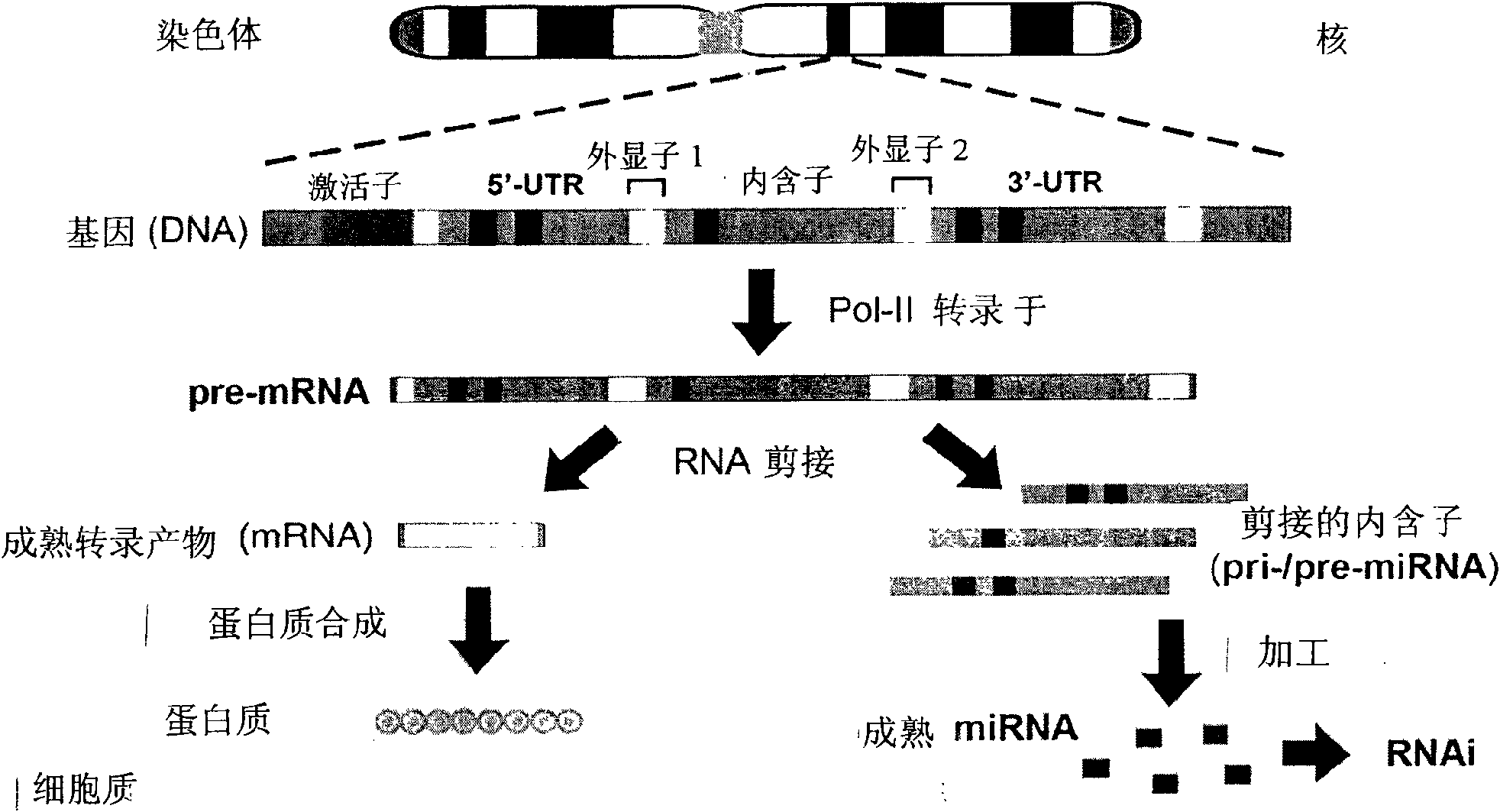 Novel cosmetic designs and products using intronic rna