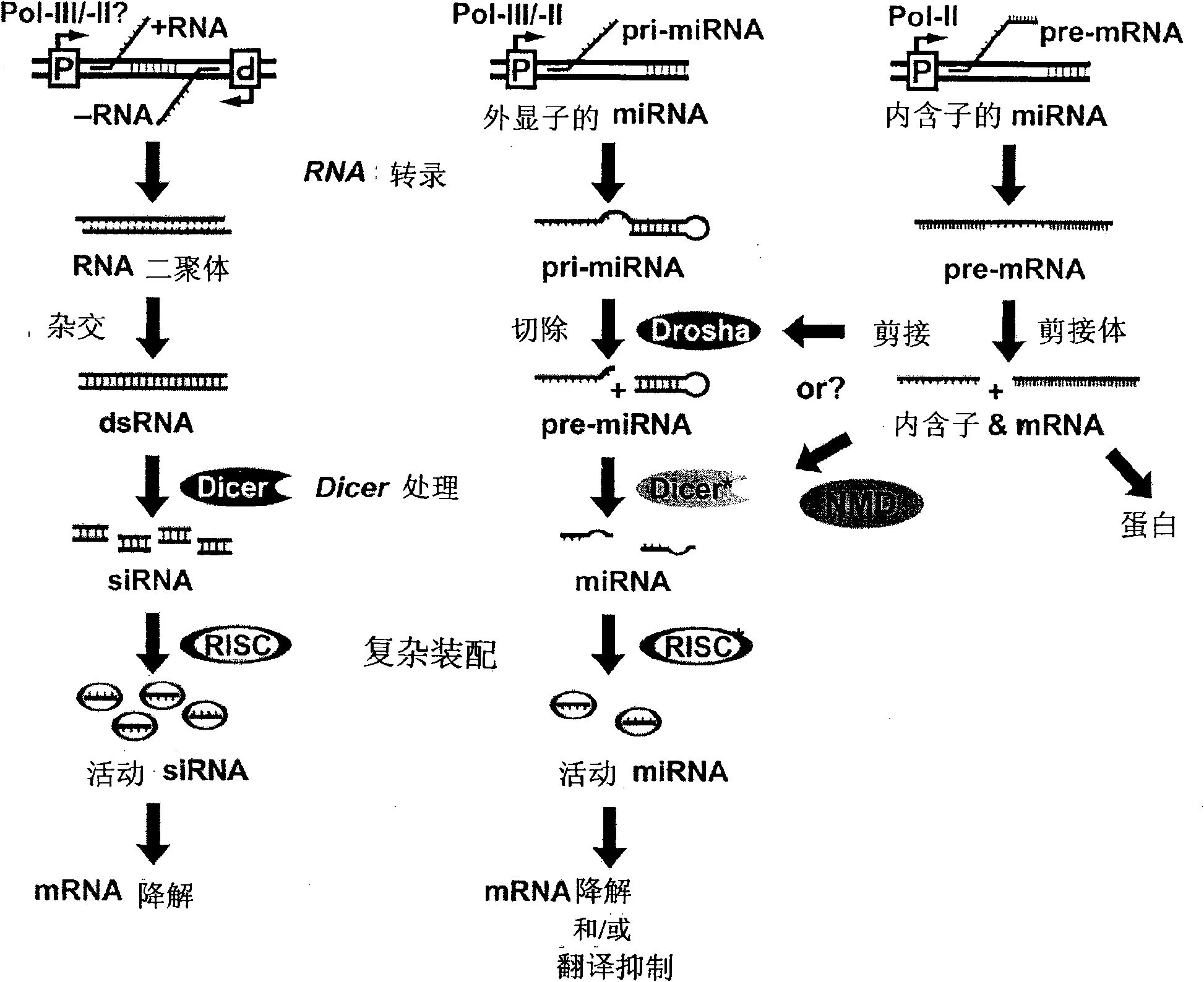 Novel cosmetic designs and products using intronic rna