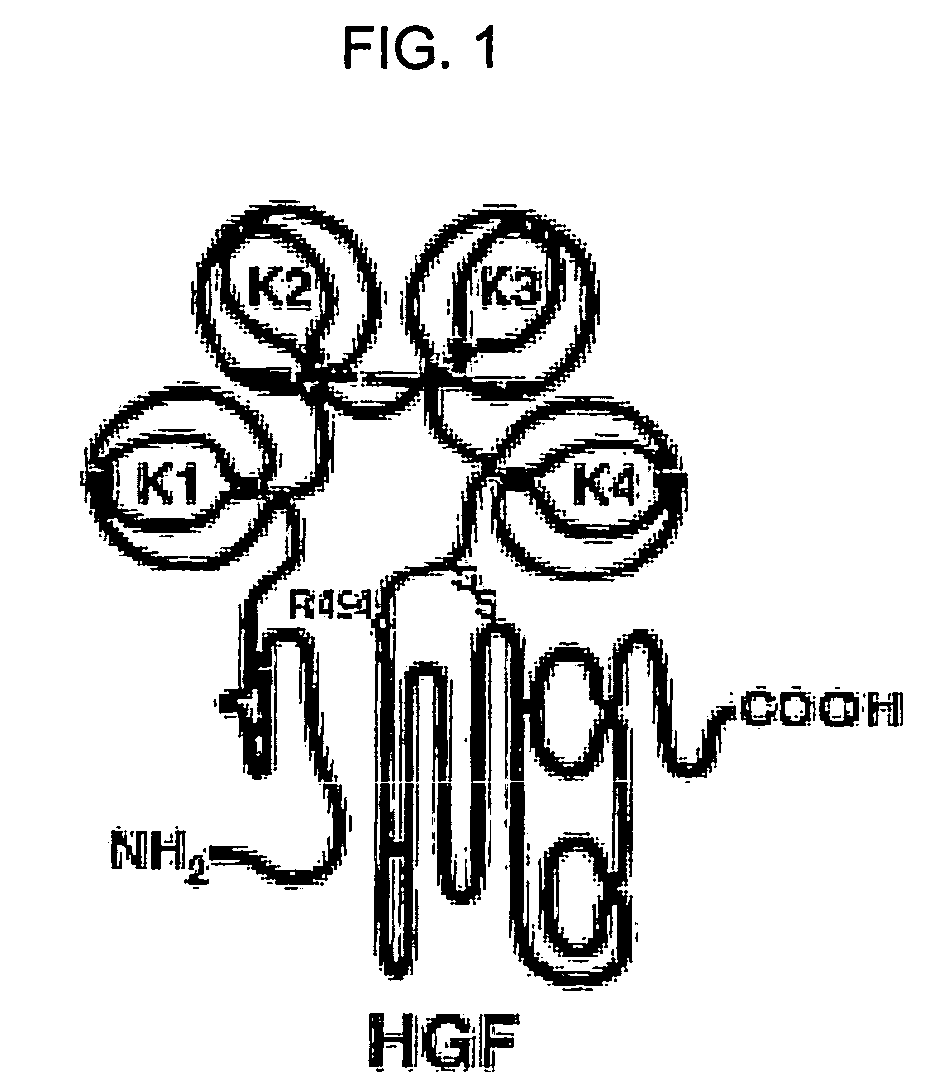 Neutralizing antibody against HGF