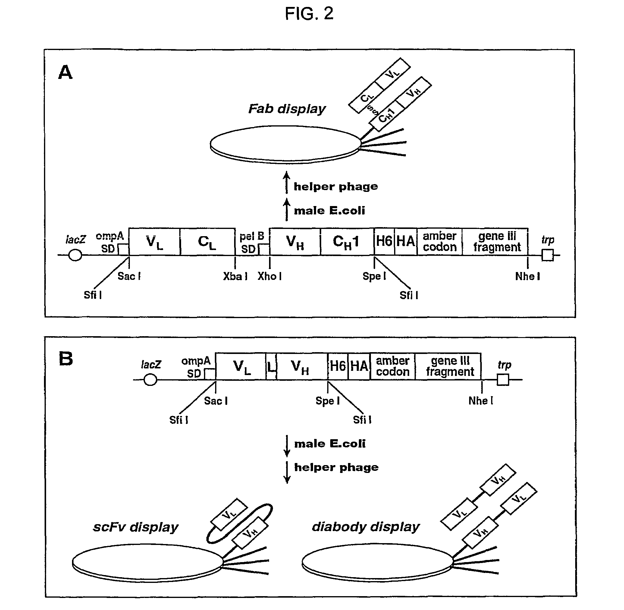 Neutralizing antibody against HGF