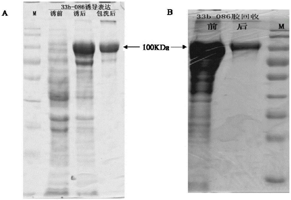 A kind of monoclonal antibody hybridoma cell line 2g8d10 of orfv086 protein of sheep oral ulcer virus and its monoclonal antibody